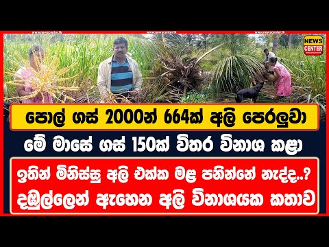 පොල් ගස් 2000න් 664ක් අලි පෙරලුවා | මේ මාසේ ගස් 150ක් | ඉතින් මිනිස්සු අලි එක්ක මළ පනින්නේ නැද්ද..?