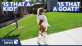 Meet Dexter, the upright-walking dog with millions of followers