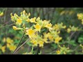 Rhododendron Austrinum Knowledge Assessment