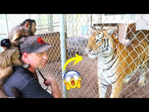 Monkeys Visit Exotic Animal Sanctuary!