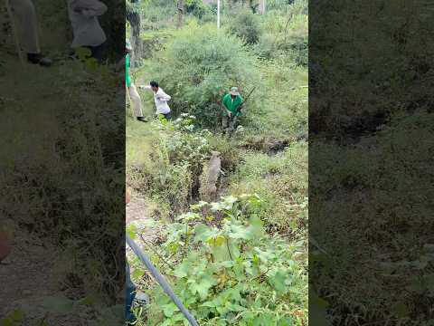 Wildboar Trying To Attack😱||#shorts #wildboar #wildanimals #wildlife
