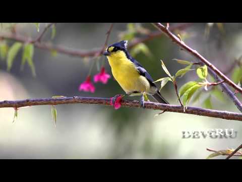 黃山雀  Yellow Tit - YouTube