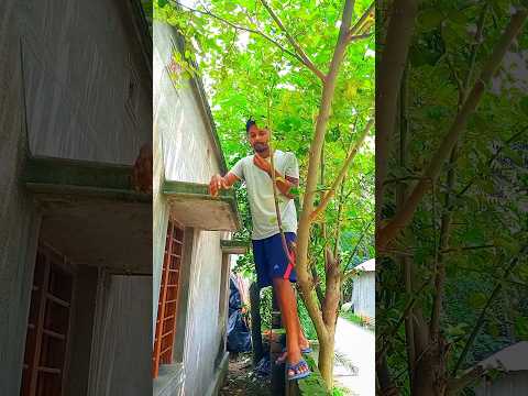 অসময়ে কুল খেলাম#minivlog#bengalivlog#shorts