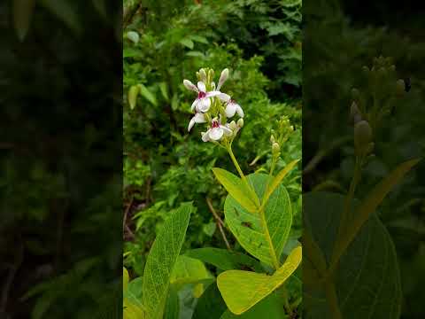 ข้าวตอกพระร่วงChinesePrivetLigustrumsinenseflowers