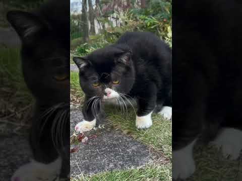 ［むー!と鳴く］猫に見える木彫りの熊 Short Ver.
