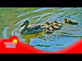 Filial Imprinting in Animal Behavior