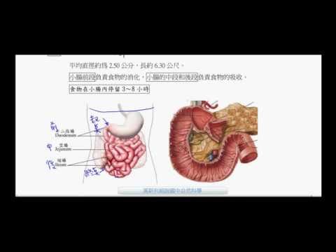 國一生物_消化器官_小腸【莫斯利國中自然科學】【國中生物】小腸 