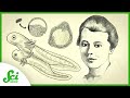 Developmental Biology and the Spemann-Mangold Organizer