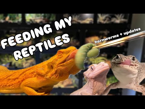 Feeding My Reptiles Hornworms + Updates