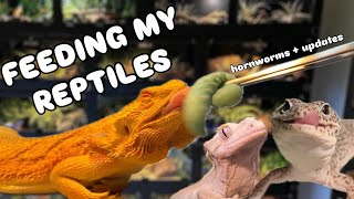 Feeding My Reptiles Hornworms + Updates