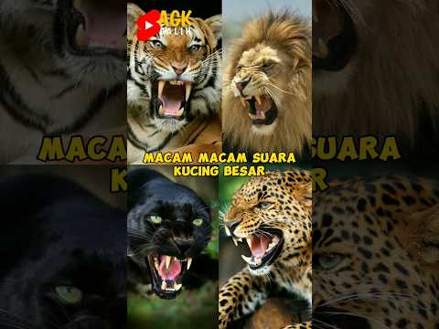 SUARA KUCING BESAR #cat #cats #kucing #short #shorts #shortsvideo