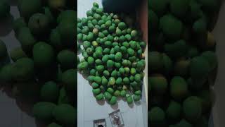#HapusMango#Alphonso#Farm#MangoHarvest#आंबा#हापूस#MangoSeason#VillageLife#IndianFarmer#OrganicMango