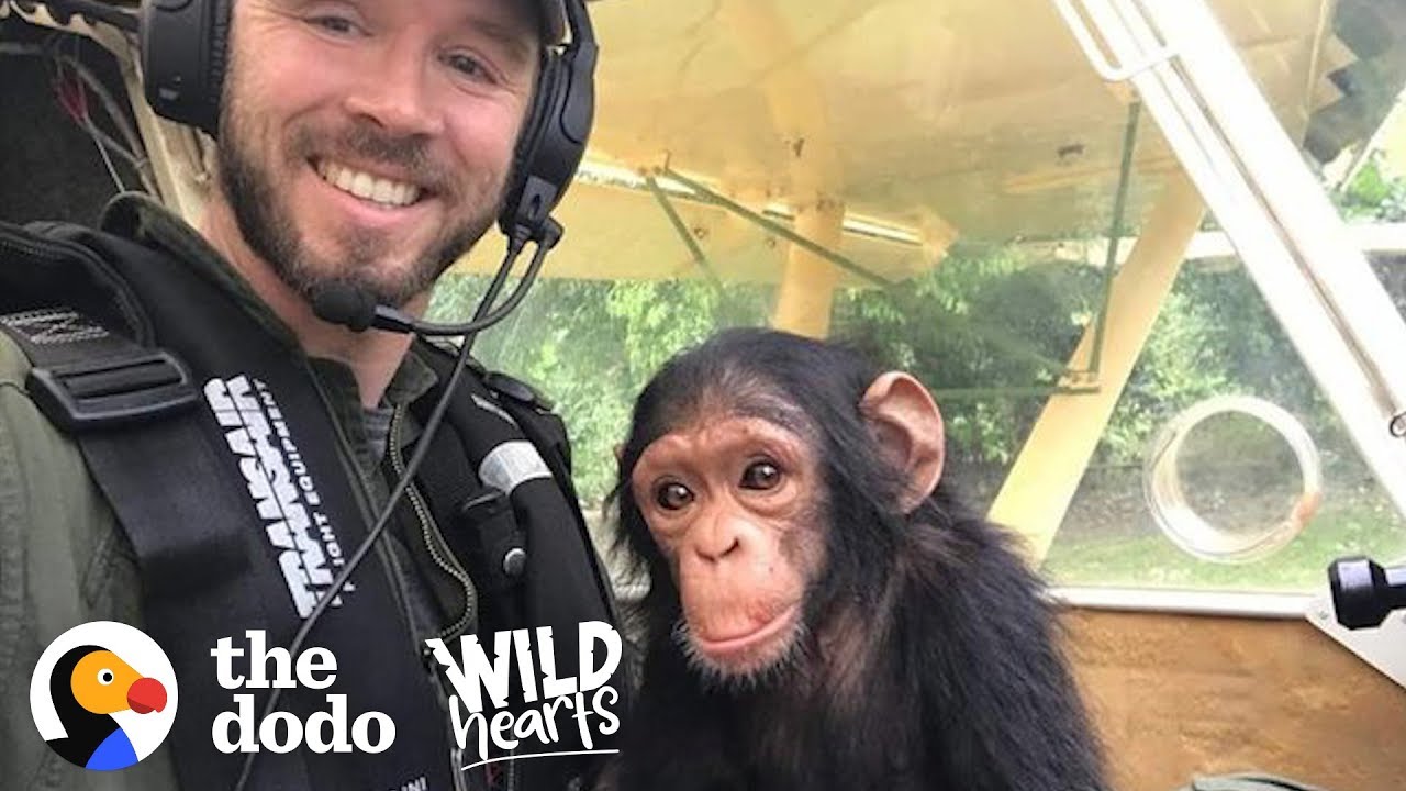 This Pilot Flies with Rescued Baby Chimpanzee for the Sweetest Reason Wild Hearts
