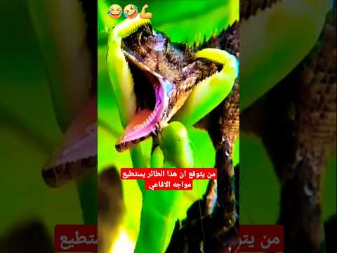 الافعى تبدو وكأنها في ورطة لكن السرعوف مستمتع #shorts
