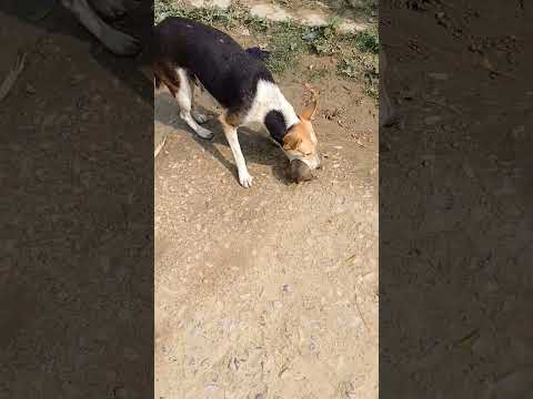 Kaun bhala duniya me maa ki jagah le ska #maasongstatus #motherlovestatus #dogbaby #baby #trending