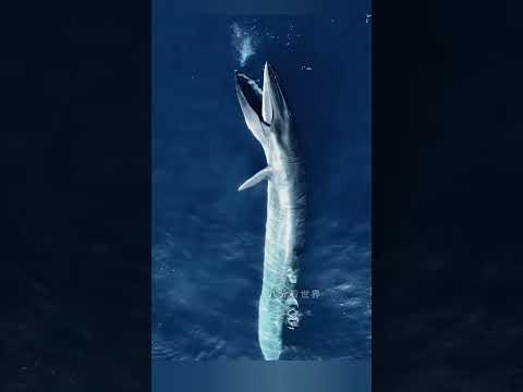 Blue whale Feeding process. #ytshorts #seafood #fishing #seamonster #facts #naturelovers #wildlife