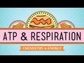 Exploring Cellular Respiration and ATP Production