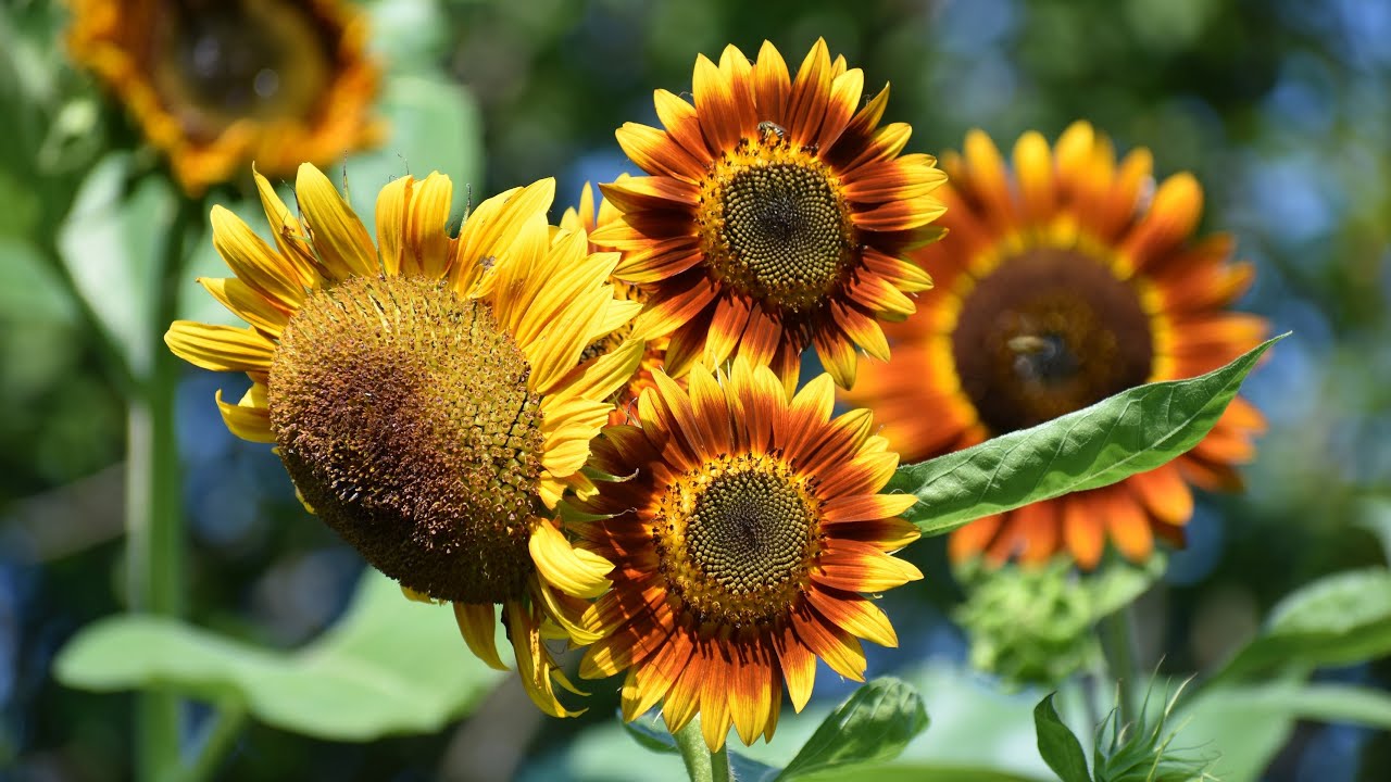 How to Grow Sunflowers for your Cut Flower Garden