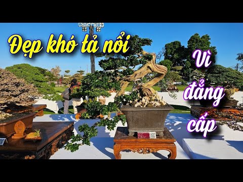 SH.10659. Chỉ vì quá đẳng cấp mà không cưỡng lại được sự bùng nổ của đam mê bonsai Aspac 17.Bali