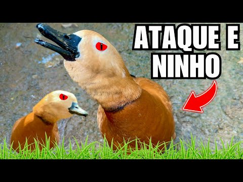 Colocando Ganso Toulousse de volta na Baia | Ninho e Ataque da Tadorna | Aves Recriar