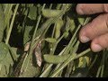 Pest Management and Insect Identification