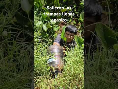 Orasi ubo artas langostas
