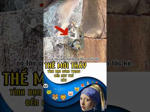 Tắc kè đối đầu với rắn cườm🙏
