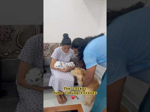 Zara welcomes Zhivyan Home | Dog welcomes New born | #dogshorts #dogandbaby #babyanddog #zara #cute