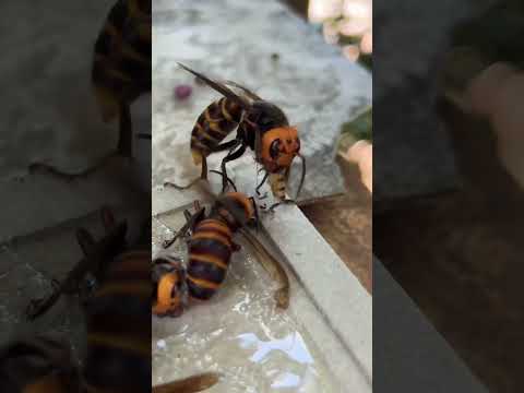 Giant hornets are greedy #gianthornet #northerngianthornet #hornets