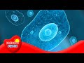 Clasificación y Características de Bacterias