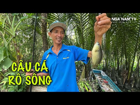 Câu Cá Rô Theo Kẹt Lá Lên Cá Lóc Dầy Dính Em Cá Rô Khủng Phút Cuối Đã Tay/Fishing/NGÃ NĂM TV