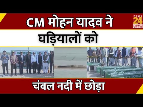 CM Mohan Yadav ने घड़ियालों को Chambal नदी में छोड़ा | Morena | MP | Latest News | Breaking News