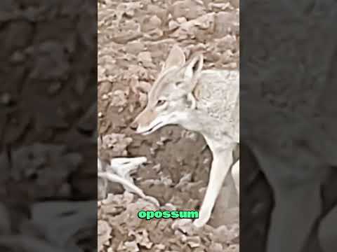 Escaping Predators and Protecting Her Babies#animals #wildlife #opossum #foryou