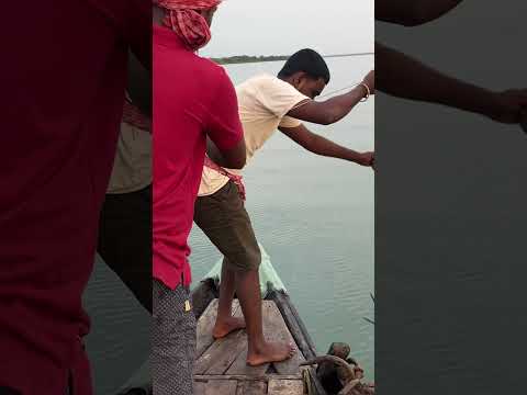 আবারো বড়শিতে উঠে এলো দানব সাইজে লাঠিভোলা!!!