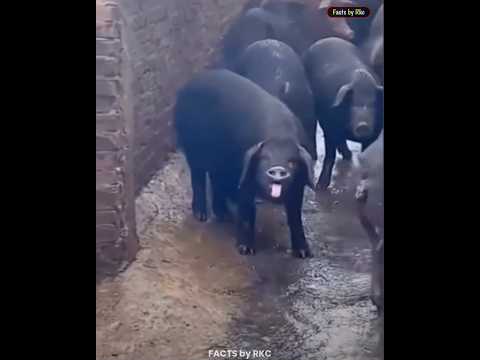 🐷 सुअर तोड़ फोड़ क्यों करते रहते हैं 🐗 #shorts