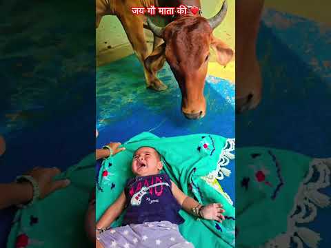 गौ माता का प्यार #gaushala #animallover #gauseva #gaumata#animals #gaumakasevak #cowslover #cow
