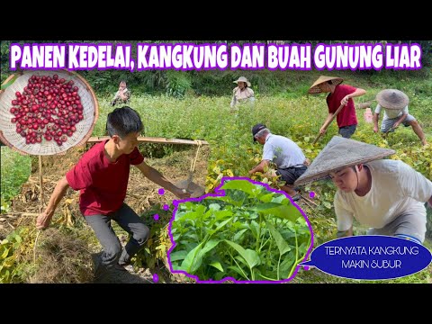 TERNYATA KANGKUNG MAKIN SUBUR, LANJUTKAN KEGIATAN PANEN DAN MEMBERSIHKAN KEBUN DI DESA CHINA