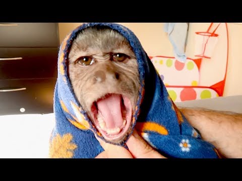 Capuchin Monkey Afternoon Fun!