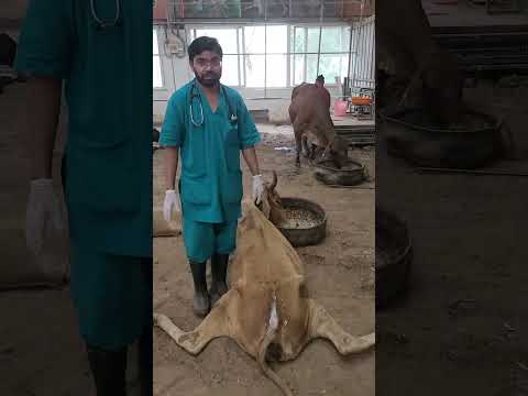 gau mata ke hip joint khul gaye