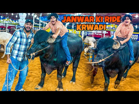 Qurbani ka janwar 😳 || Ali janwar se gir gaya 🥺 || Mandi vlog 😳 || janwar ki ride ||