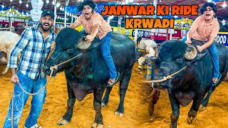 Qurbani ka janwar 😳 || Ali janwar se gir gaya 🥺 || Mandi vlog 😳 || janwar ki ride ||