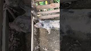 Alimentando el cerdito con mi amigo