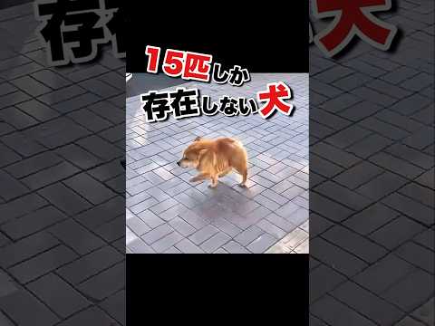 世界に15匹しかいない犬 #かわいい動物動画 || There are only 15 dogs in the world #Cute Animal Videos.