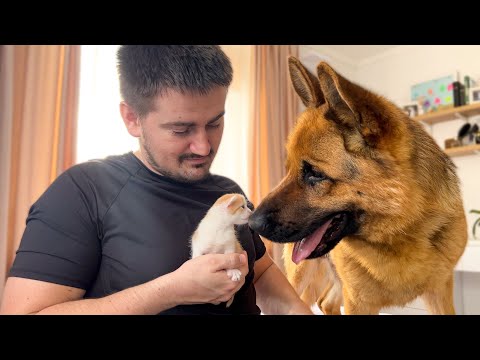 German Shepherd Reacts to his Dad Cuddling Tiny Kitten