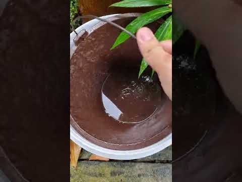 Bắt được bé Rắn dưới mương cá bảy màu