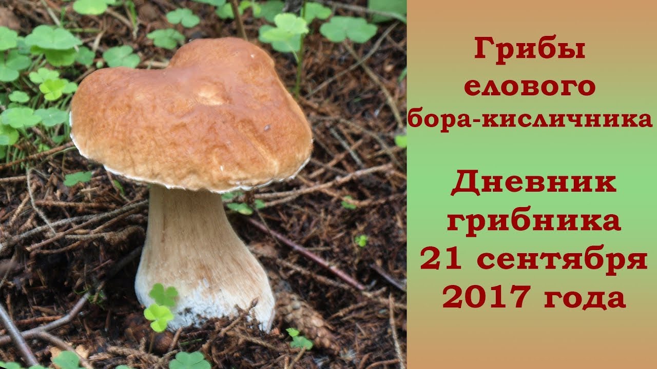 Грибы елового бора-кисличника. 21 сентября 2017 года