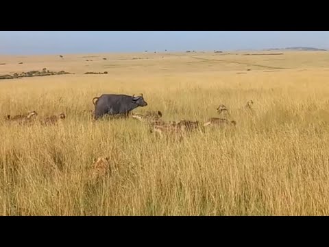 hyenas clan chase attacking lone buffalo video