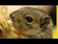 Squirrel Rehabilitation and Care
