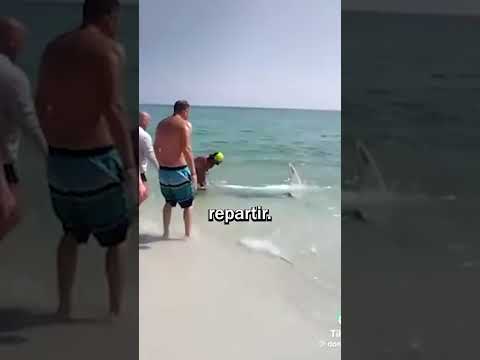 Ils sont face à ce requin terrifiant !