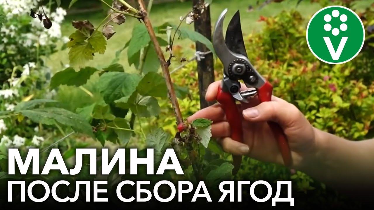 Малина после сбора урожая: сделайте это обязательно!
